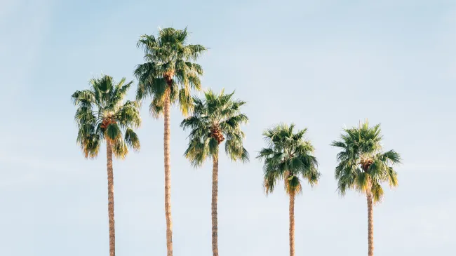 Palm trees